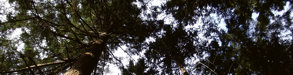 tree-from-above